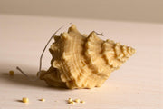 Natural Shell Candle